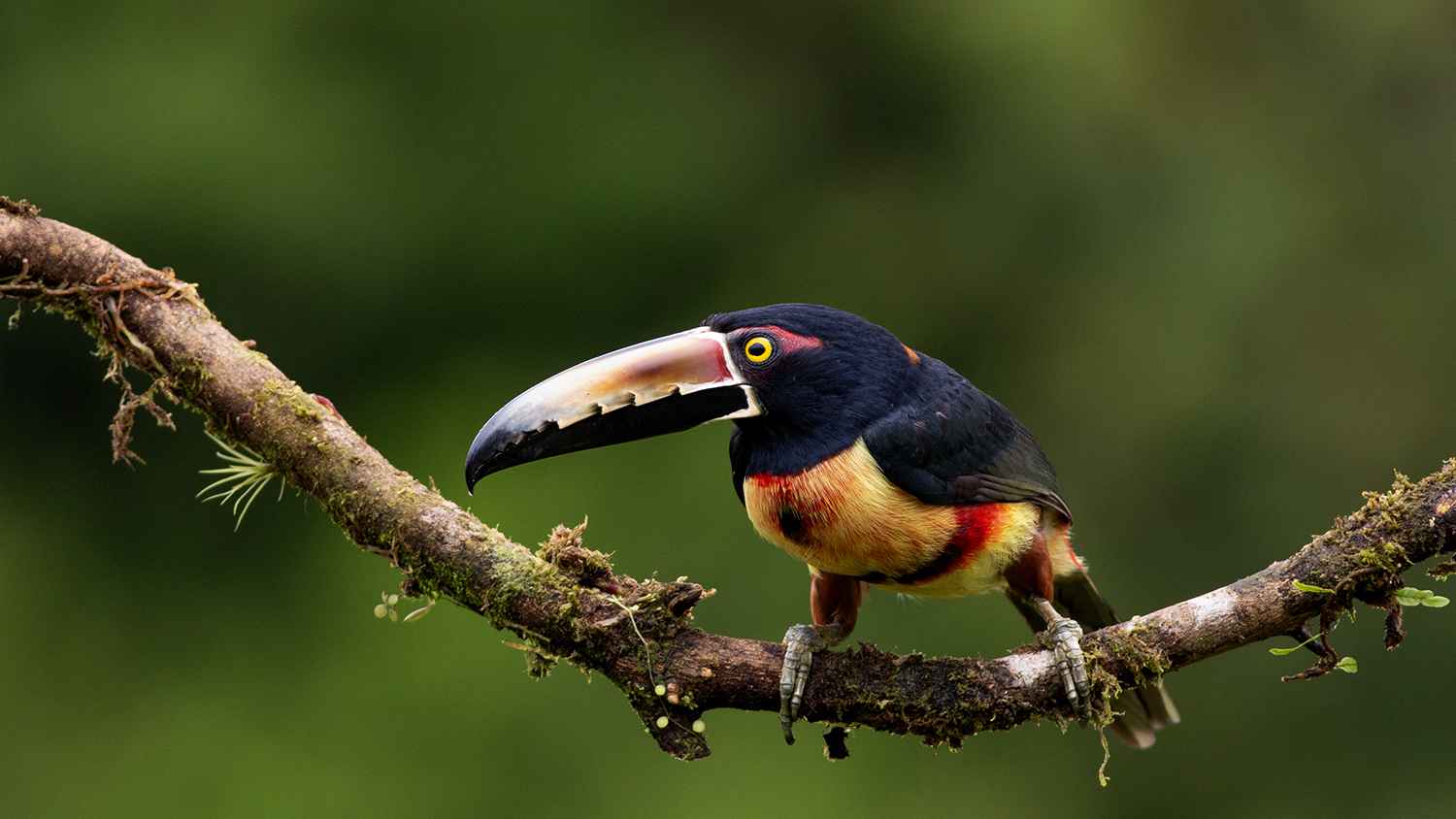 Collared Aracari
